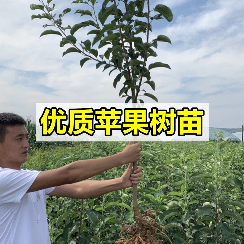 冰糖心苹果黄金苹果沙果树苗南北方皆可种植苹果树苗