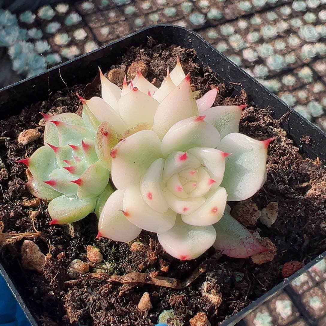 吉娃娃锦，三头多肉植物