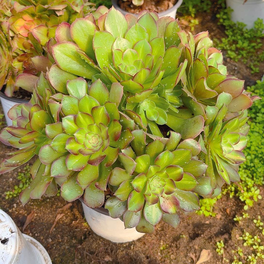 女巫中班多肉植物老庄