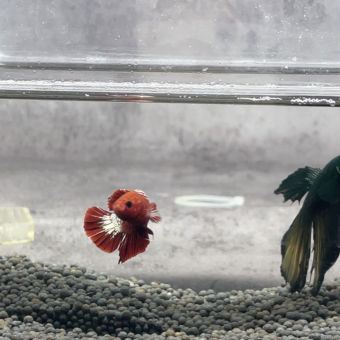 斗鱼Fccp将军公03