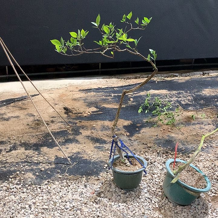 当前无花栽培后可以开花A****s1