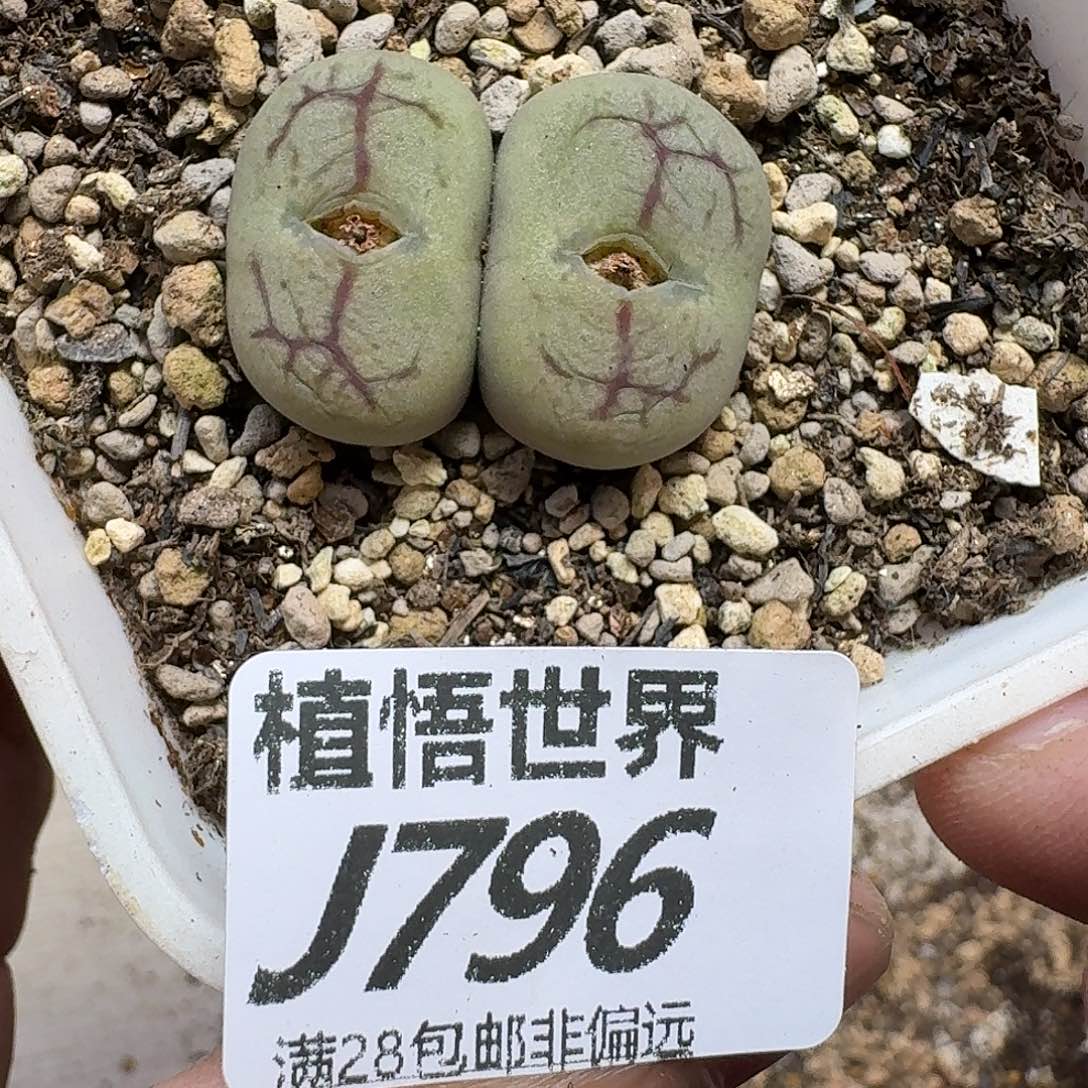 多肉植物的润泽fbn