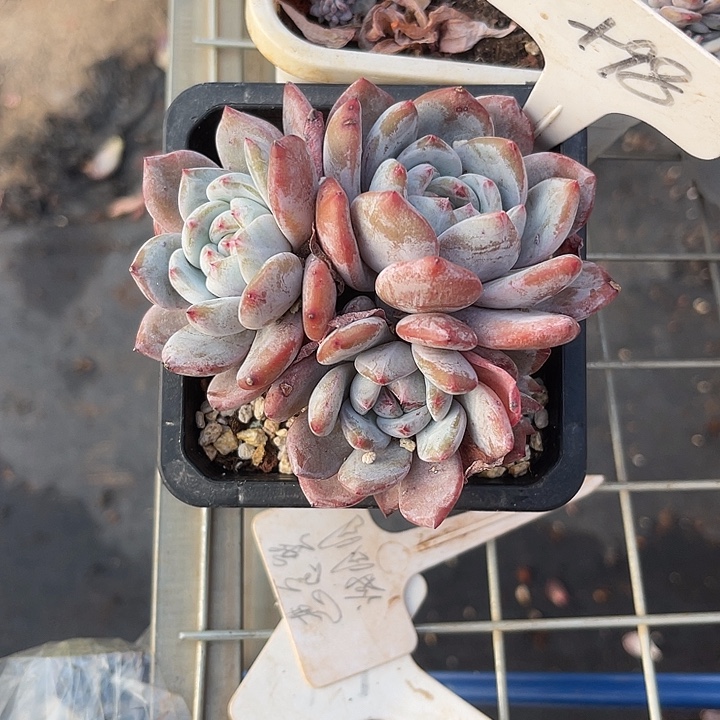 两单包邮，一物一拍 98石榴子