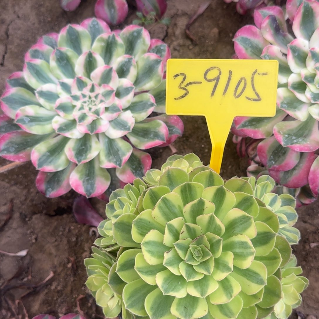 3-9105+-+雨荷多头多肉