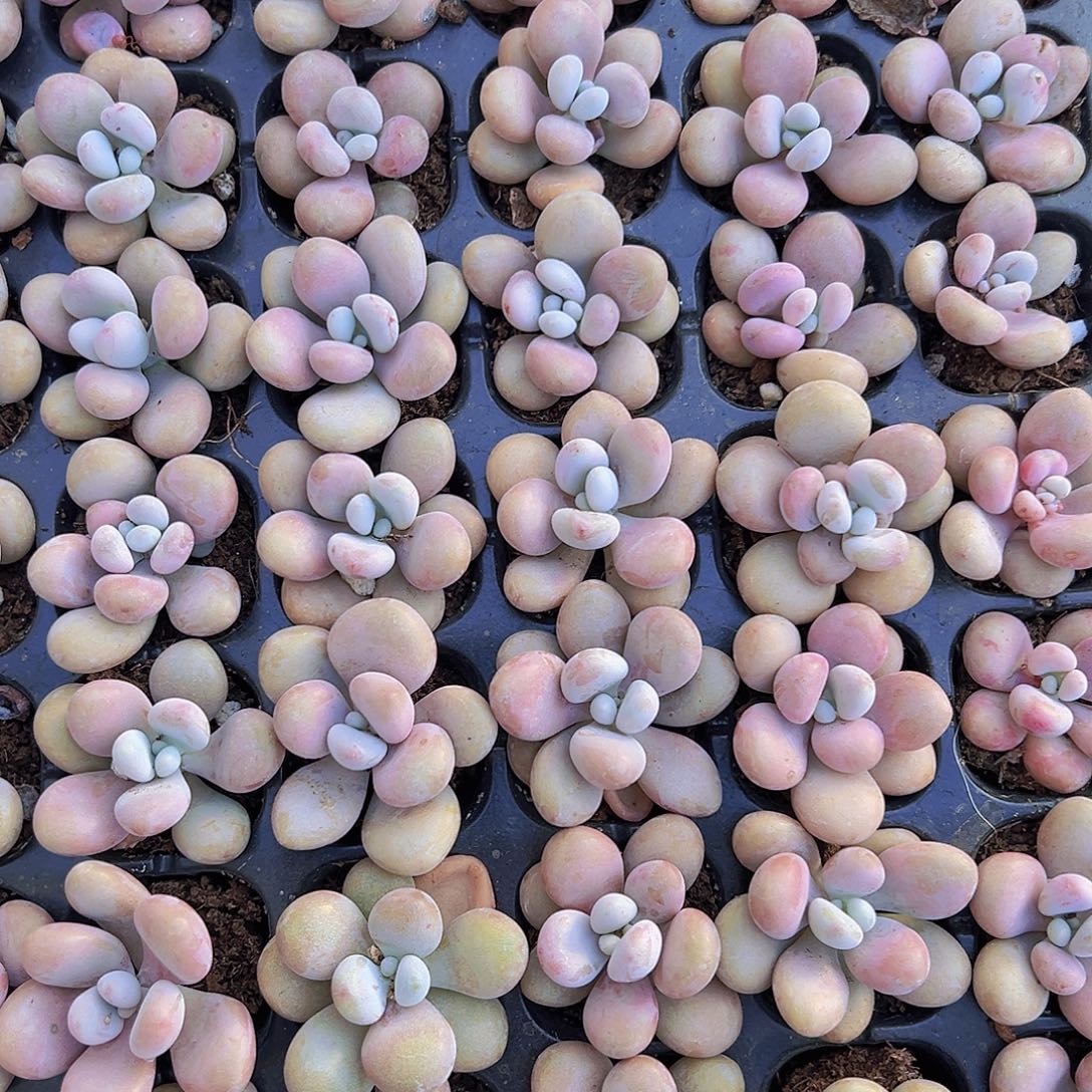 穴盘桃蛋5颗19包邮多肉