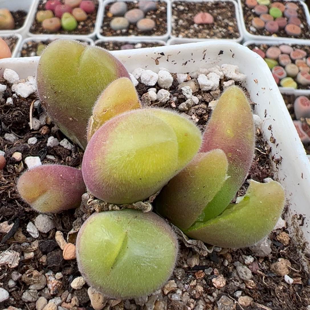 1.12好看的多肉564