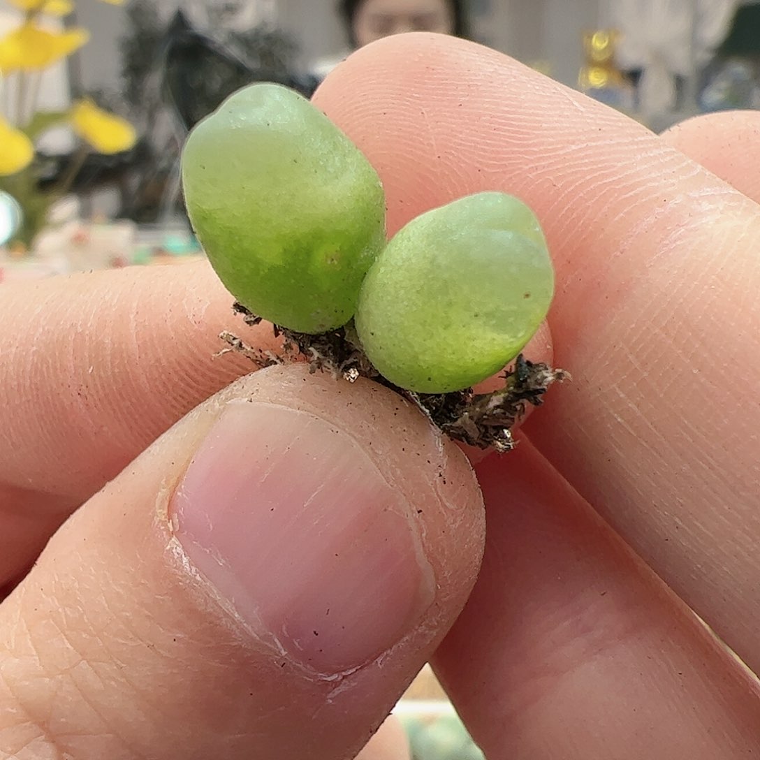 【闪购商品】224 福利