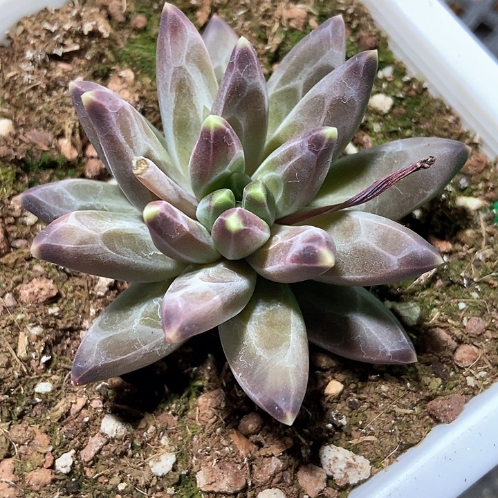 多肉植物969多肉