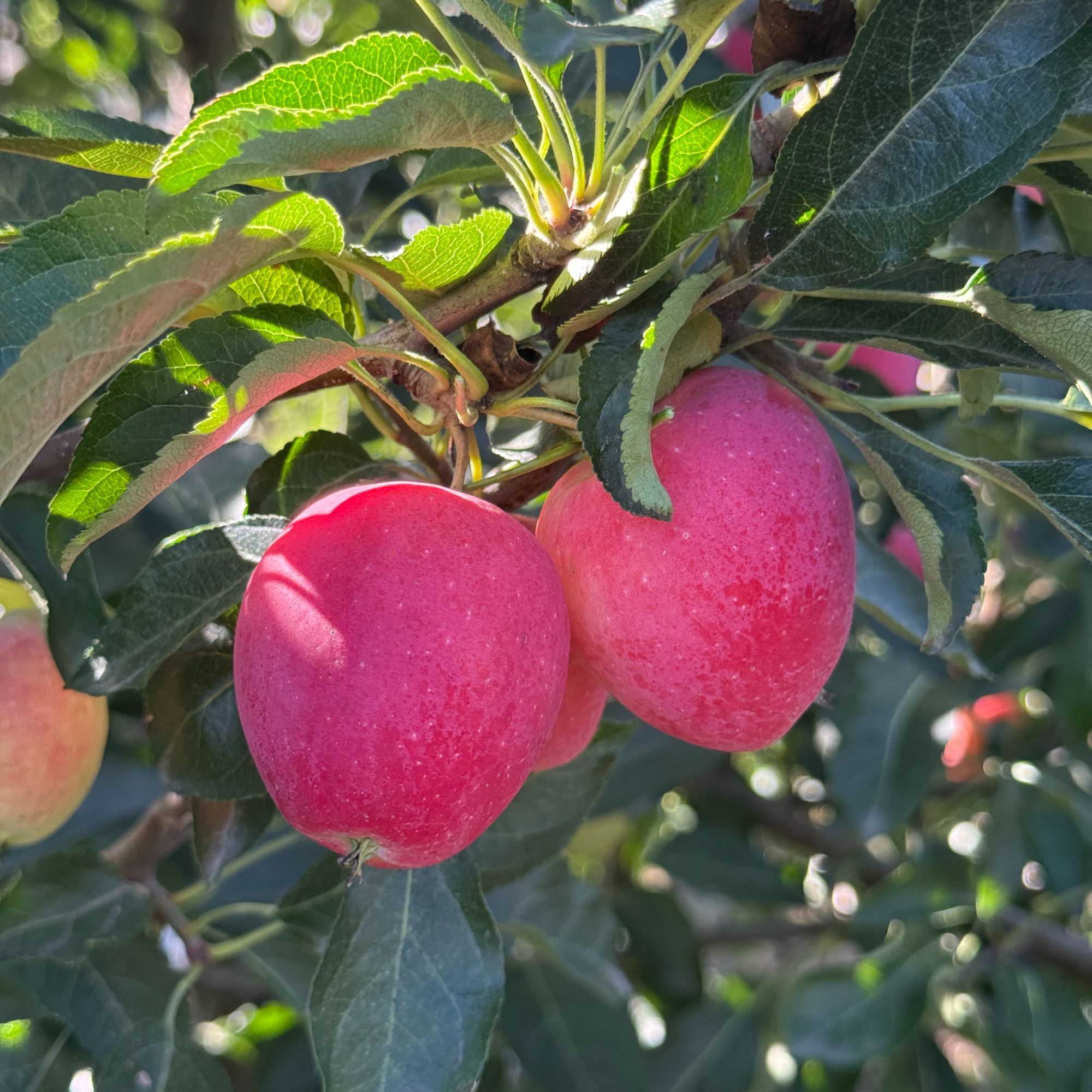 【新鲜头茬鸡心果】自然成熟香妃海棠果酸甜多汁脆甜可口水果