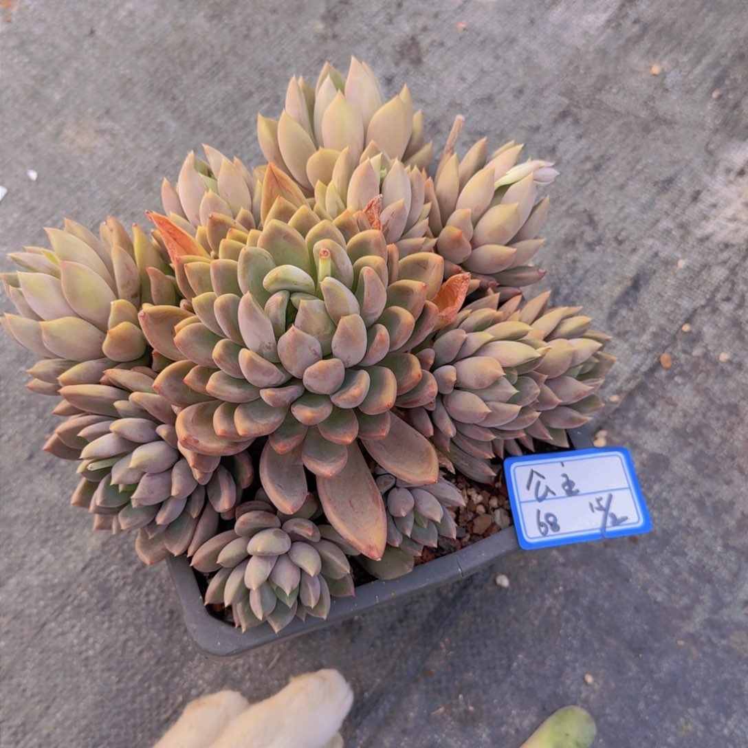 太**主公主红象牙凡艺多肉