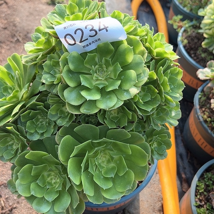 0234辛尼亚多肉植物