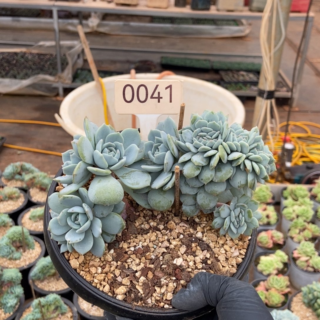 劳林缀。  0041号。  