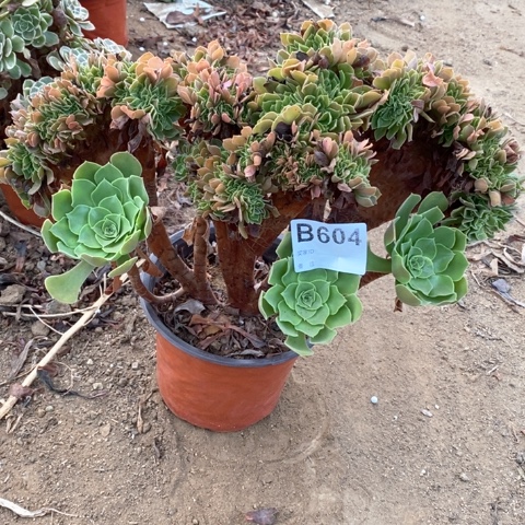 604玫瑰缀化多肉植物