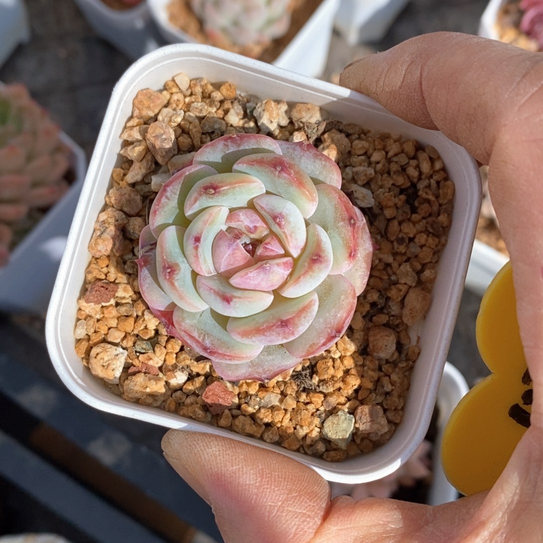 精品多肉一物一拍不包整47