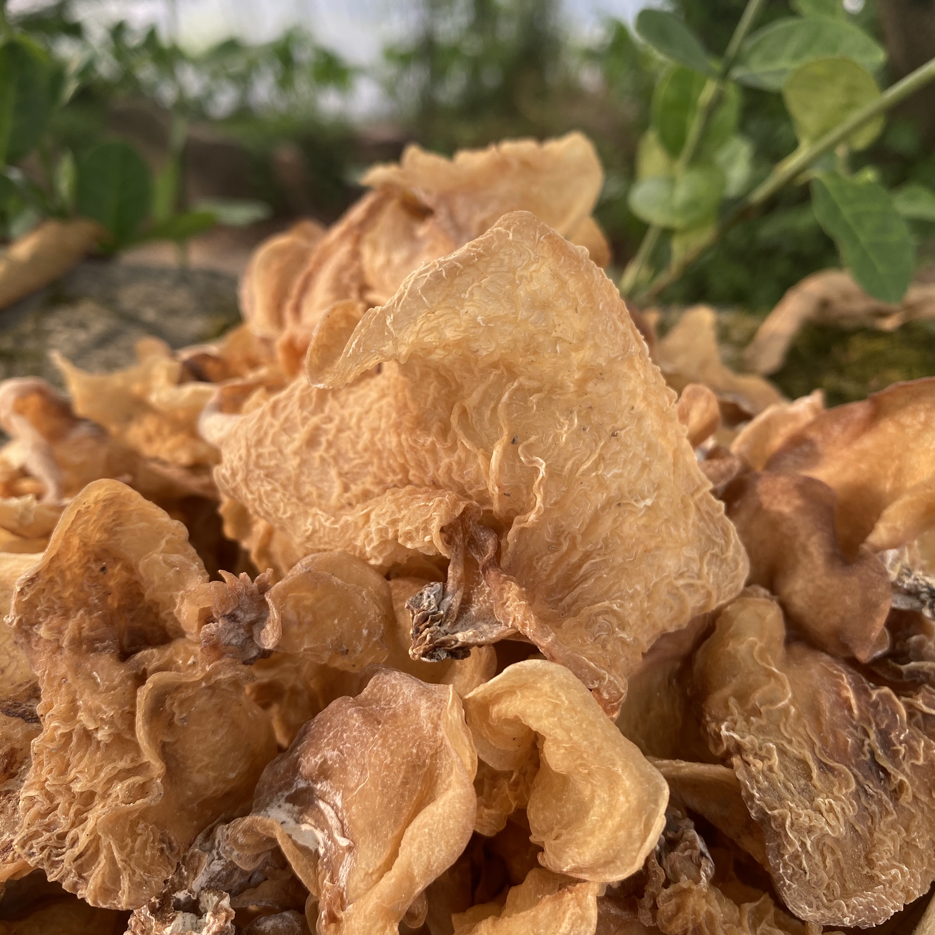 【小建专属】高山 农家 羊肚耳