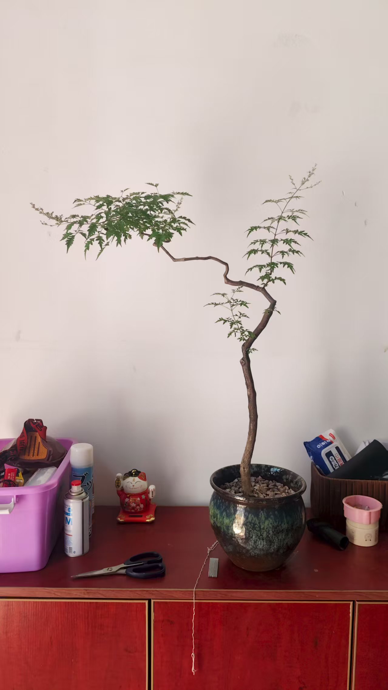 小型黄荆，付多少下多少