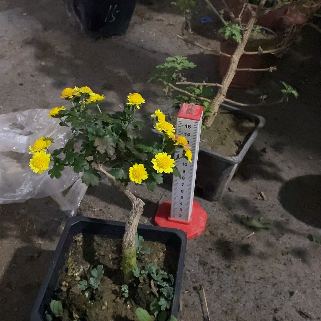 (***脸完全开放小黄虎盆景