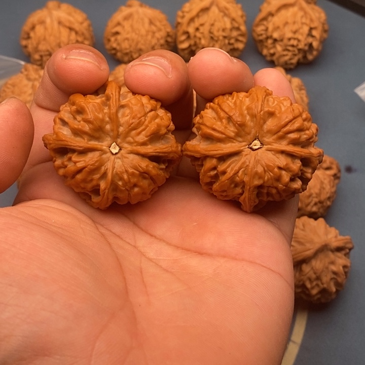 文玩核桃把件情*结金定