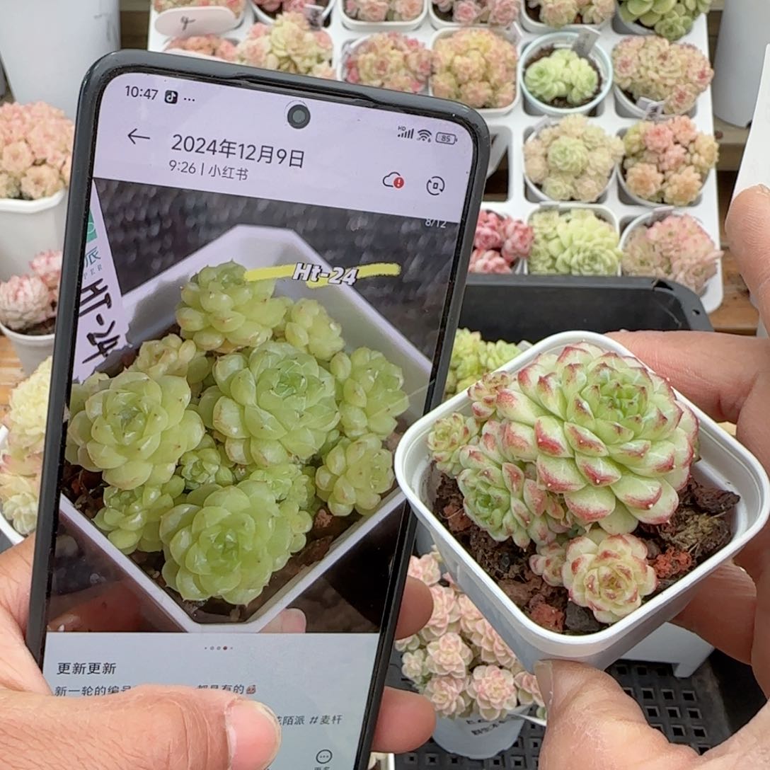 原****啊【闪购商品】0116-59（ht-24）