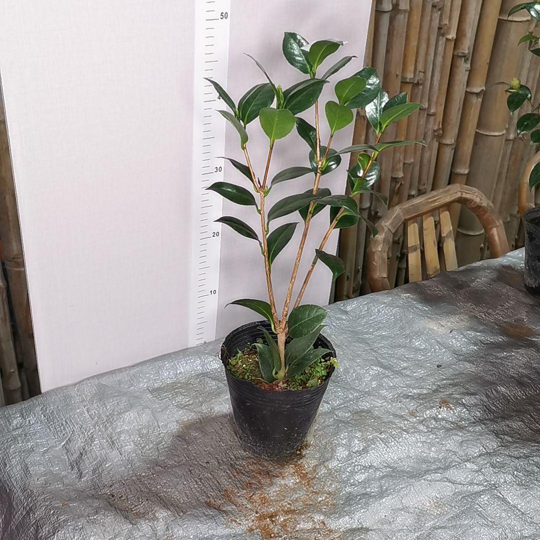 当前无花朵，栽培后可花朵黄达