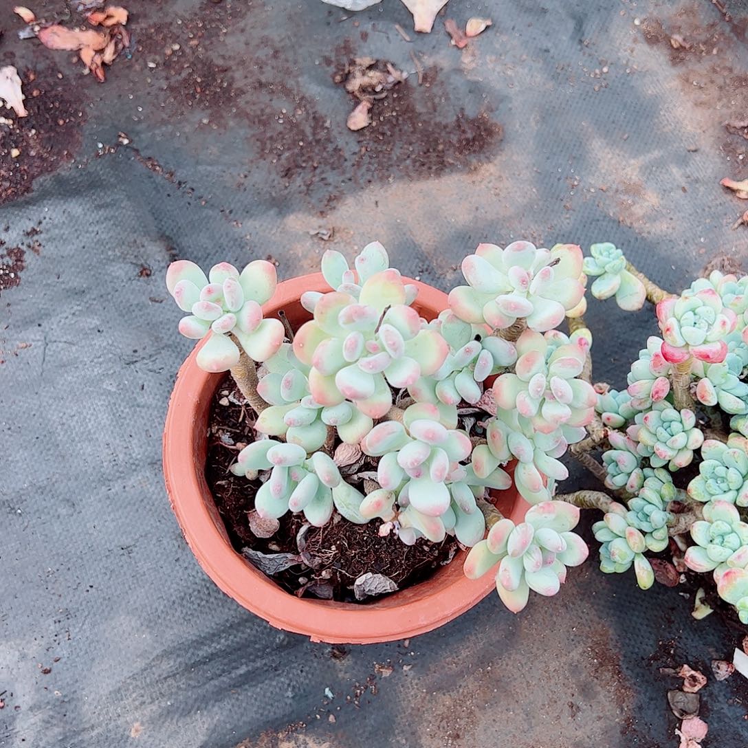 三日月美人多头群生老桩