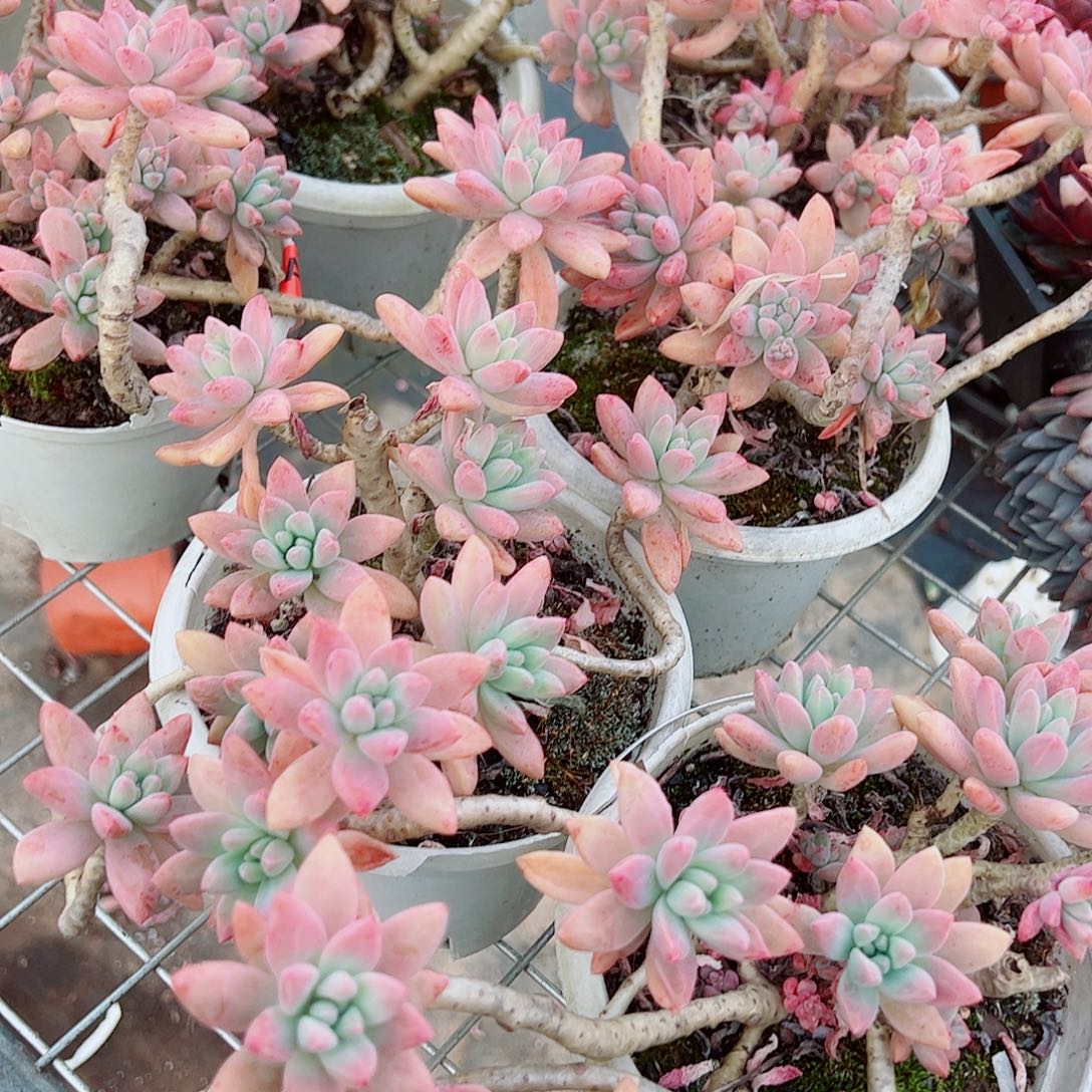 果冻秋丽多头造型精品二盆