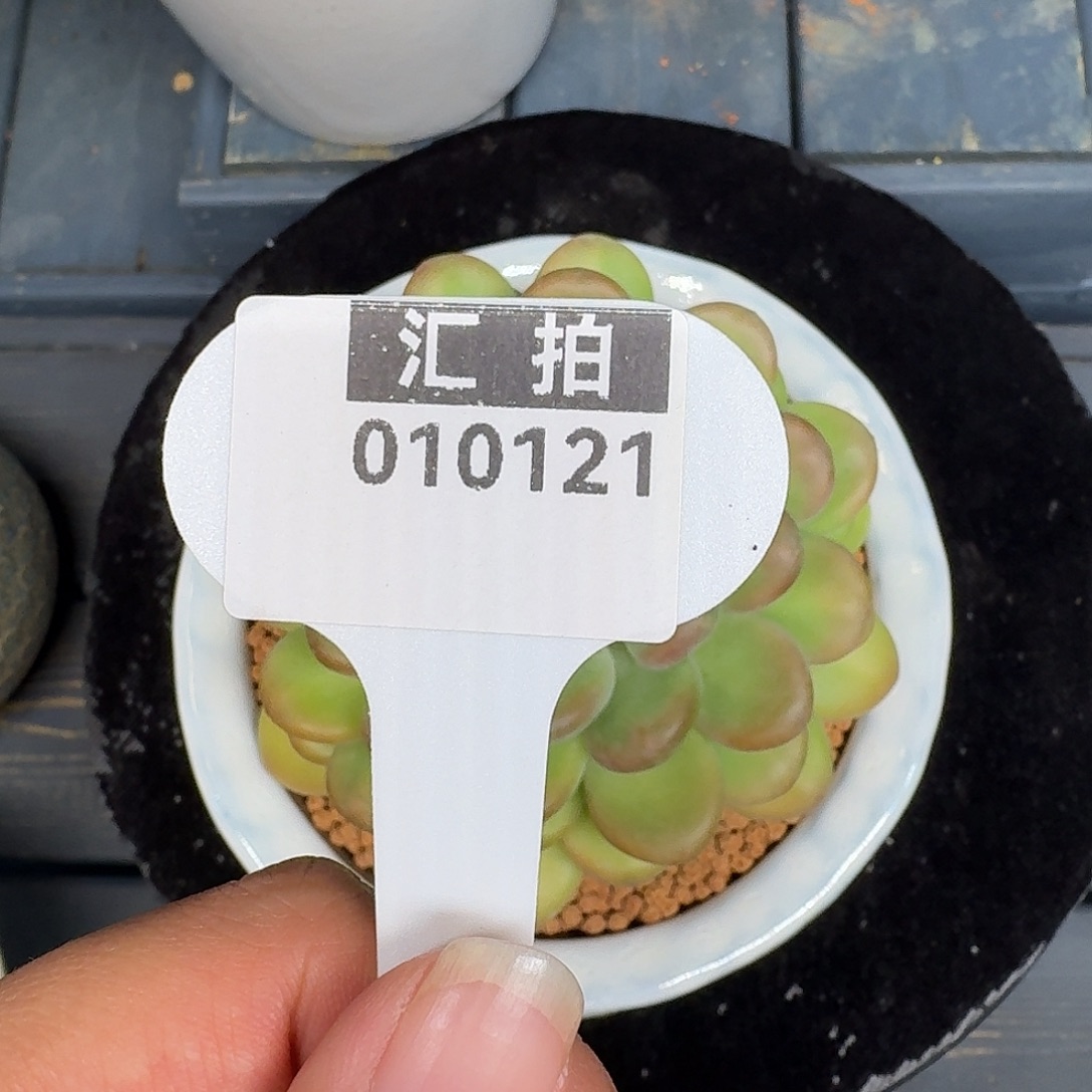 精品多肉植物010121