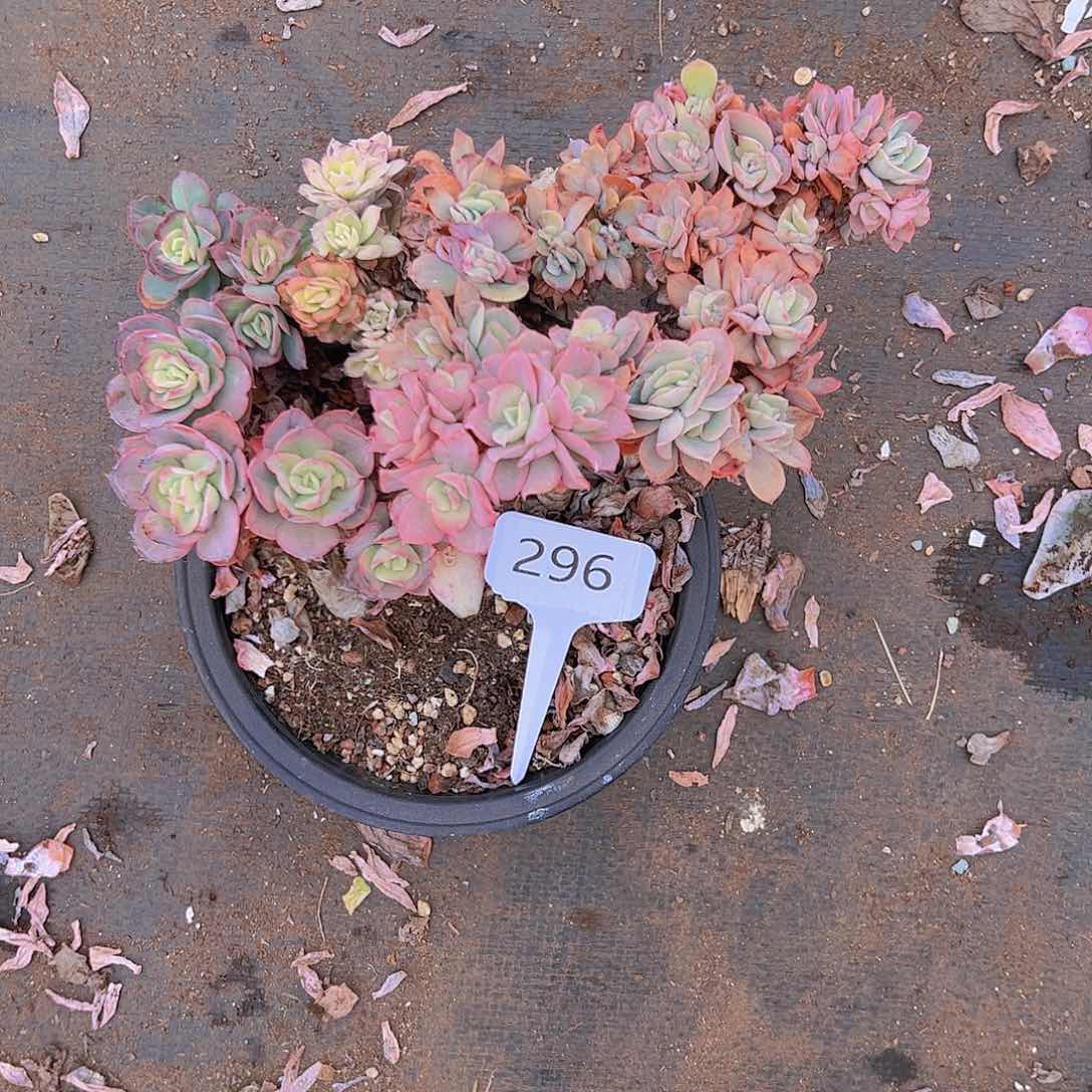 L**陈296琦罗锦20不售后