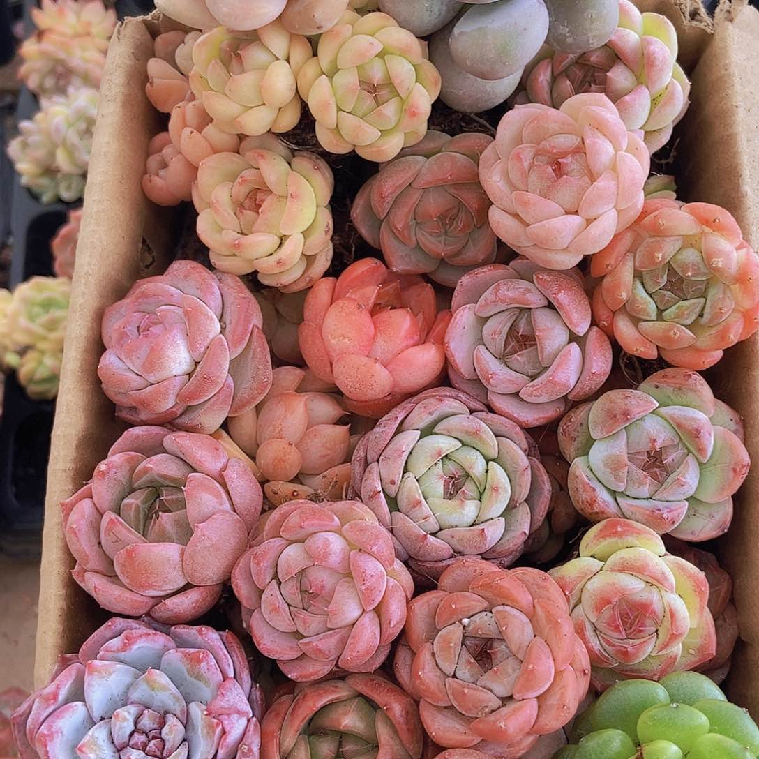 000000001量拍保底20颗