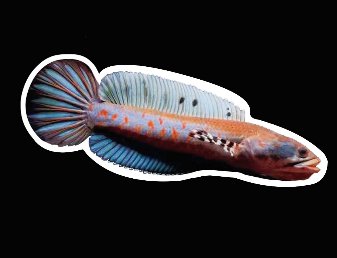 直播间专拍（单拍发卡片，两小时之内签收）