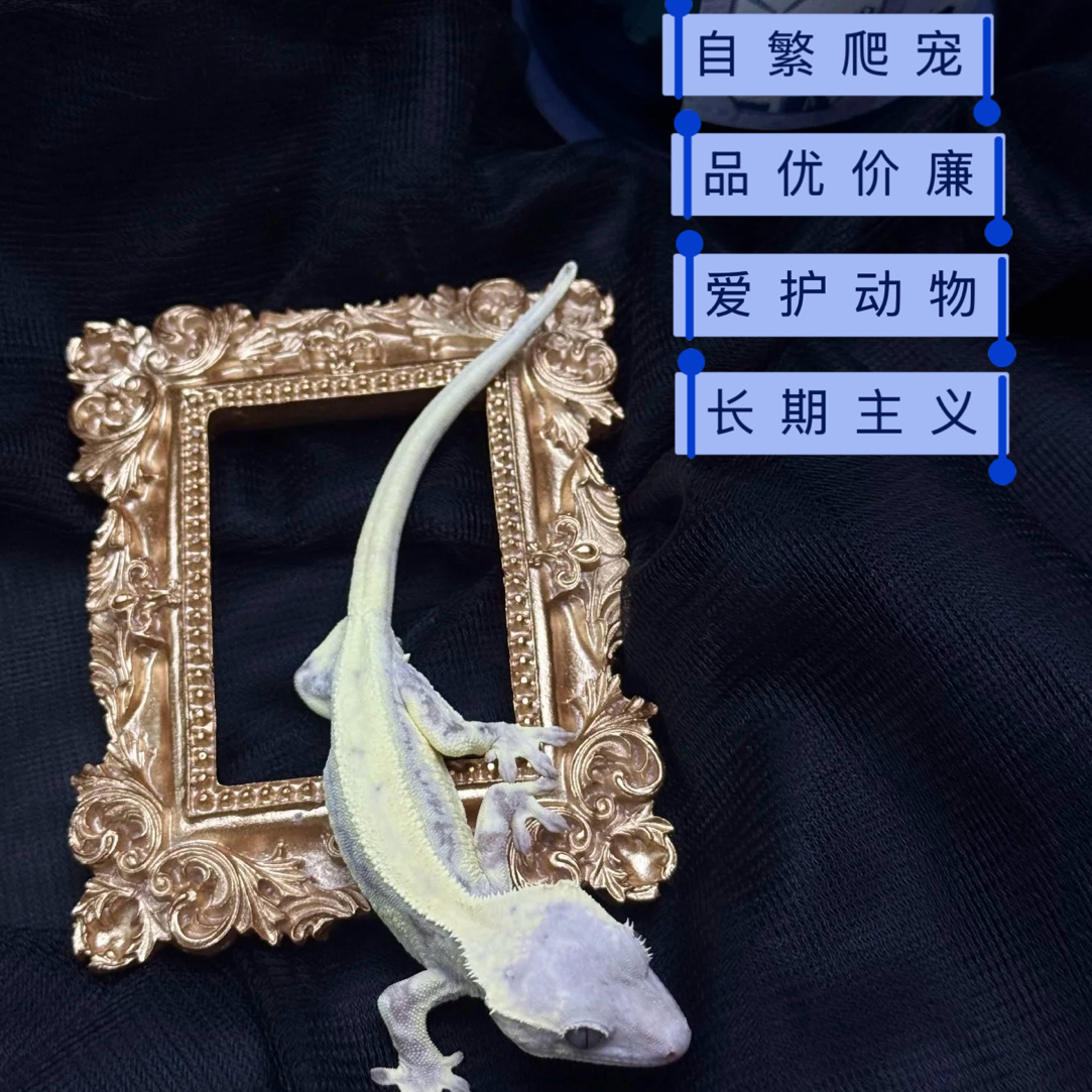 直播睫角守宫巨人 祝您吉祥如意 喜欢善良的人友好购买 