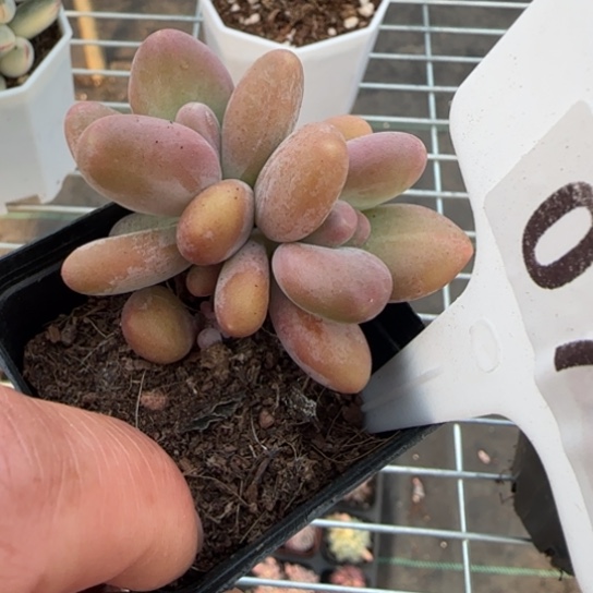 77芒果奶一物一拍多肉