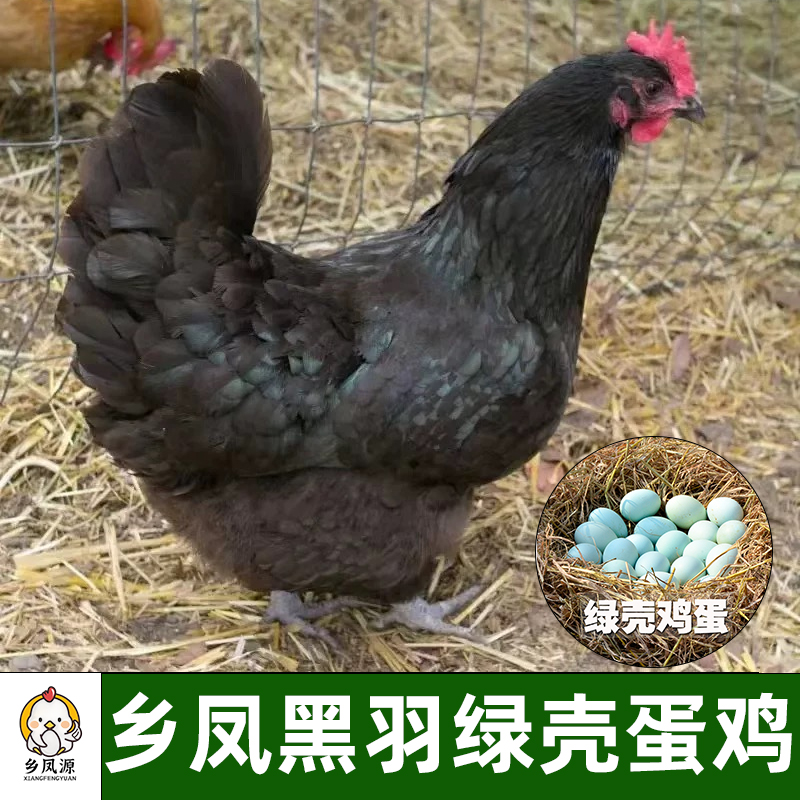 乡凤黑羽绿壳蛋品种 产绿壳的产蛋王  黑凤绿壳鸡蛋