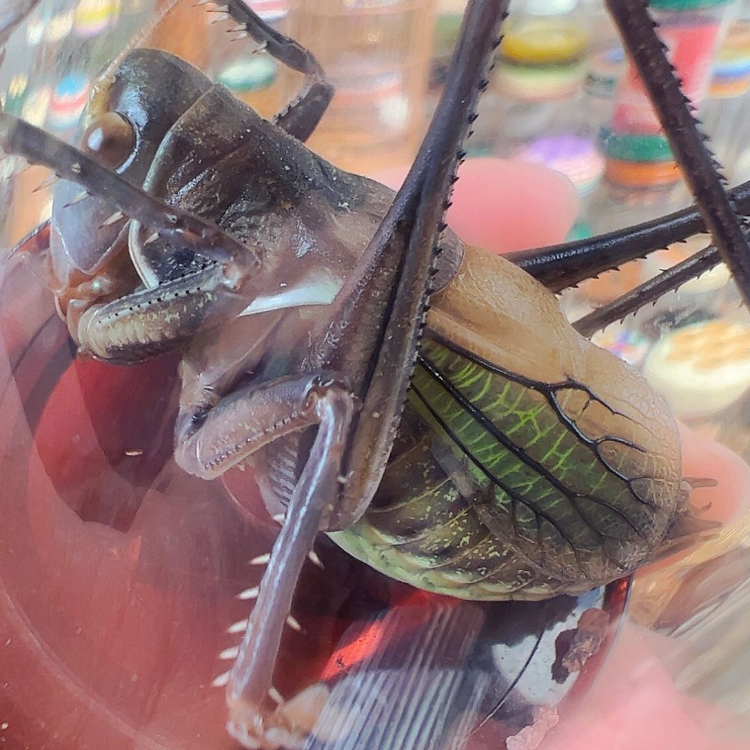 木铁皮新脱锅锅两个！！