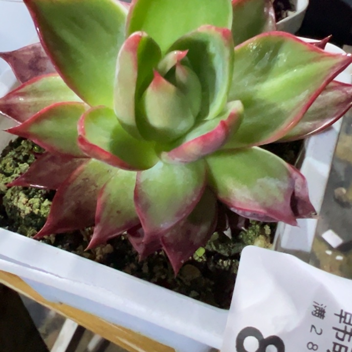 凤***儿惊鸿仙子多肉植物8