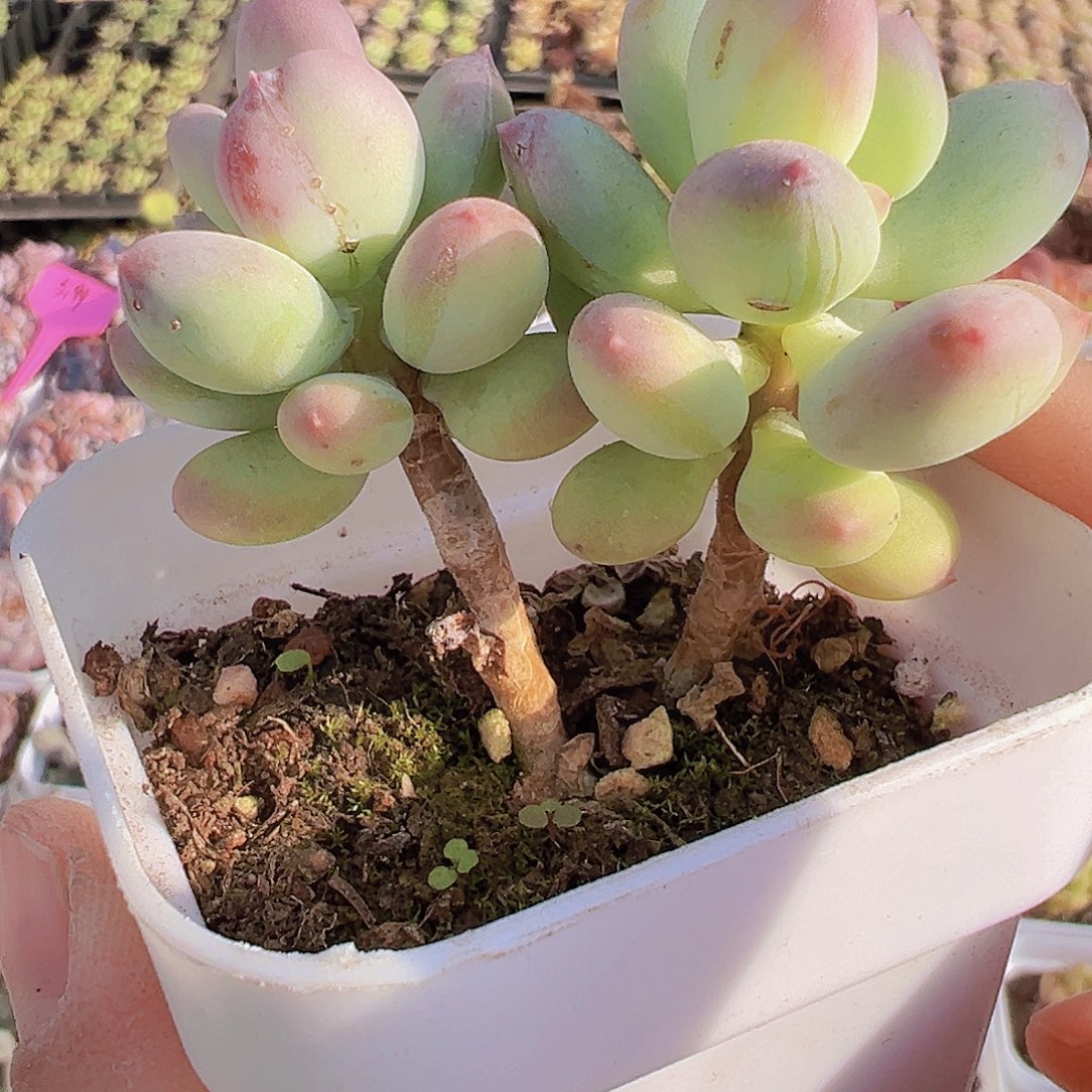 苹果奶19包邮多肉植物