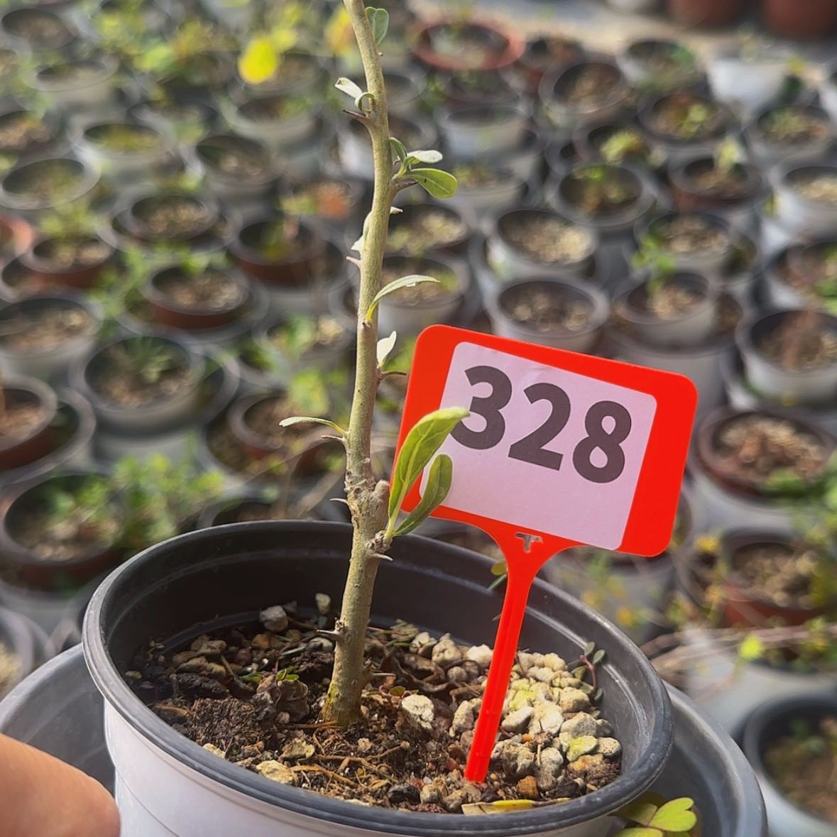 【闪购商品】童***忆块根植物