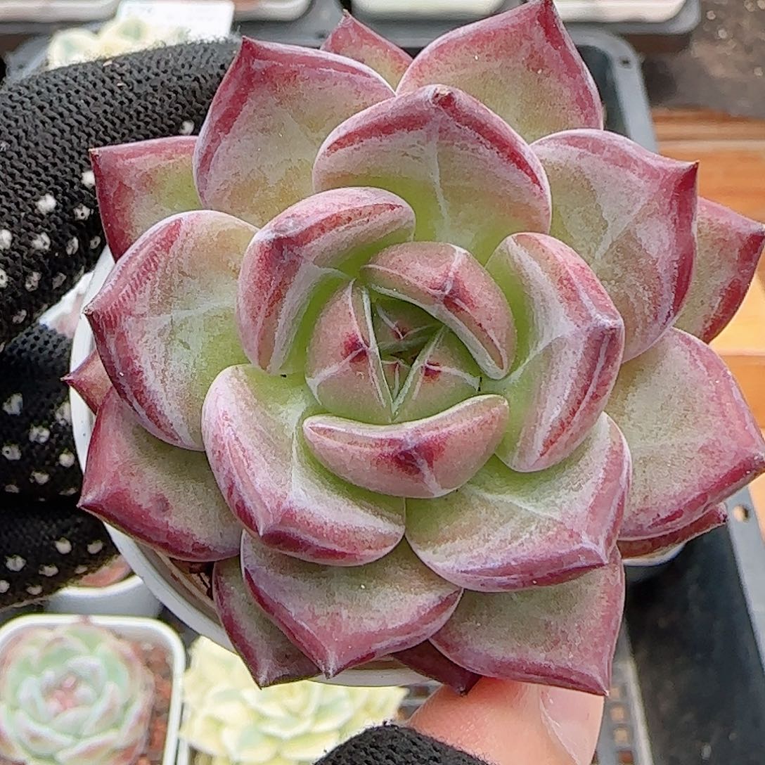 多肉0708-286夜魔侠