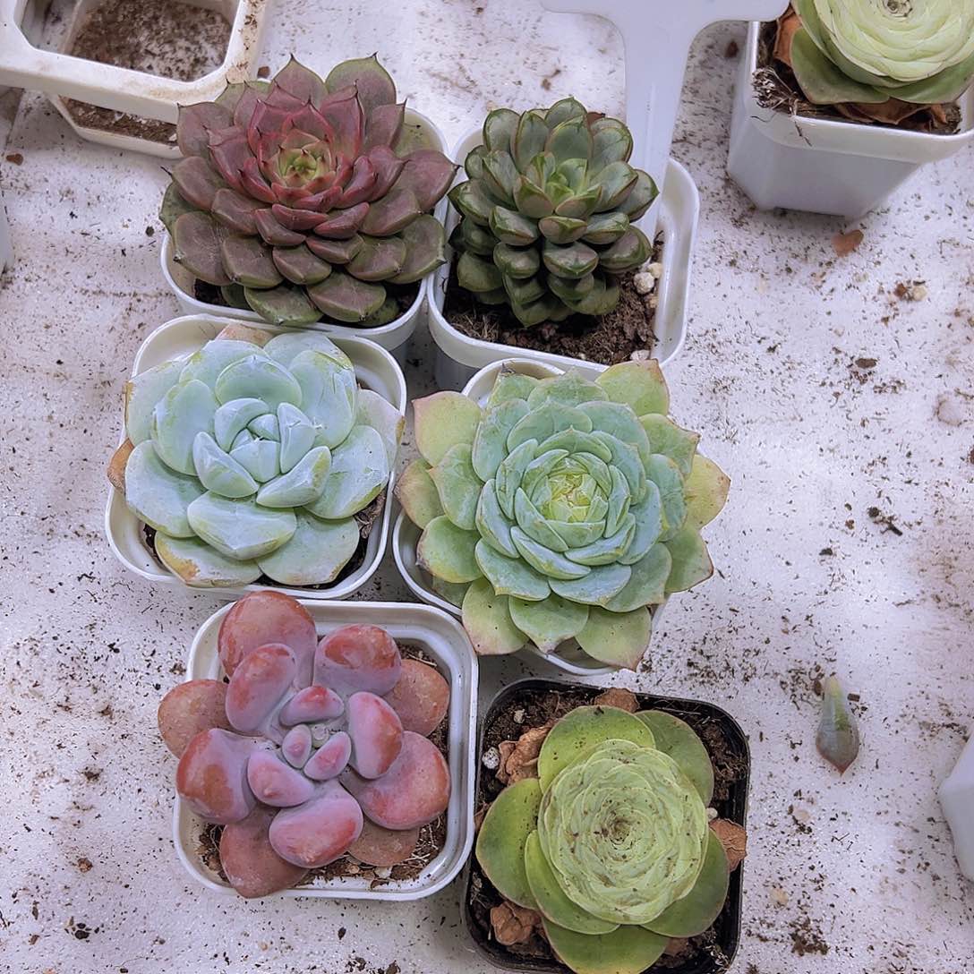 纯爱组合6盆9.9包邮