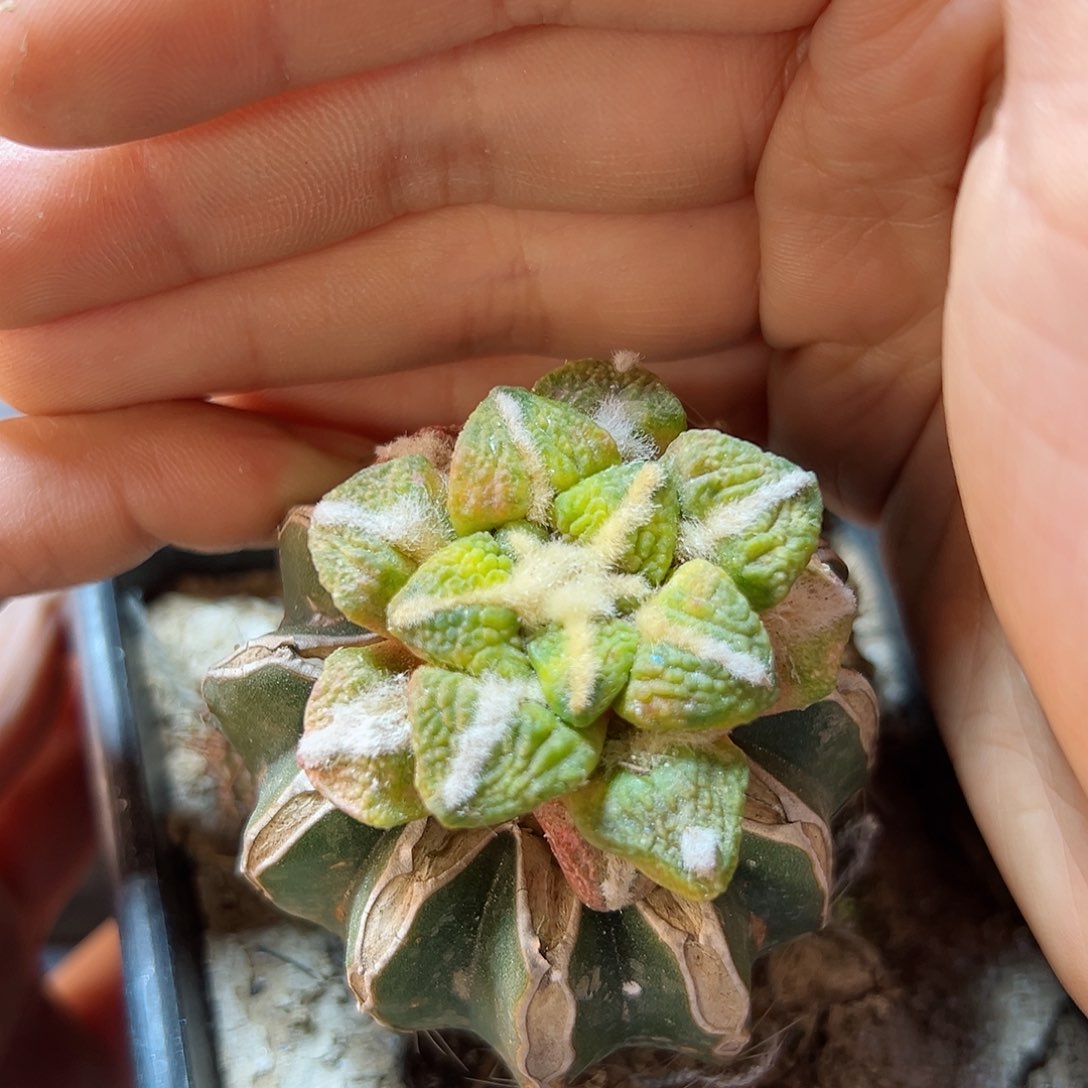 8号大尤黑牡丹锦草球4.1公分