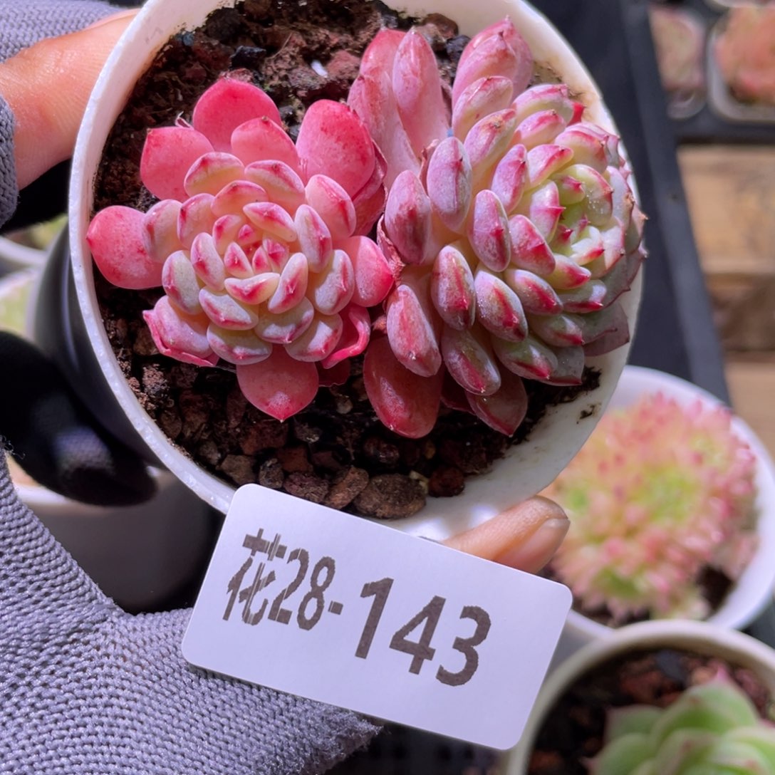 花利美28-143哈尼