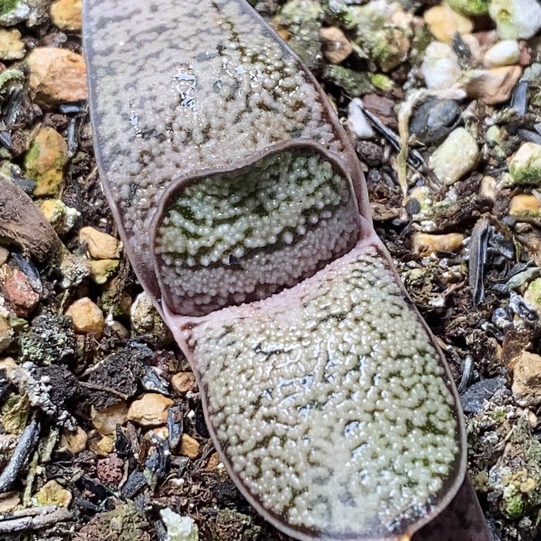 不带盆脱土裸根发货（实生）