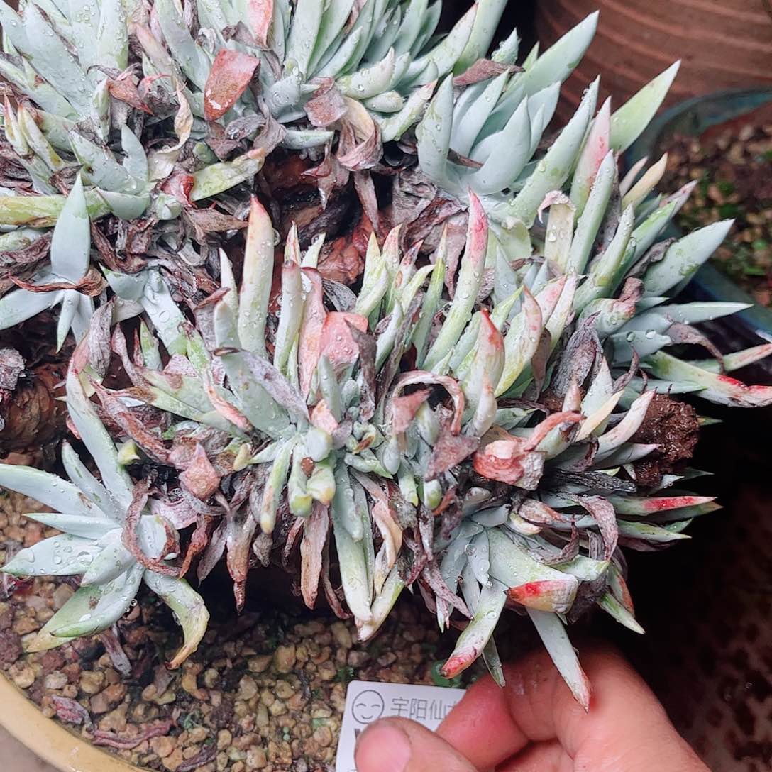 1435雪奴仙女杯多肉