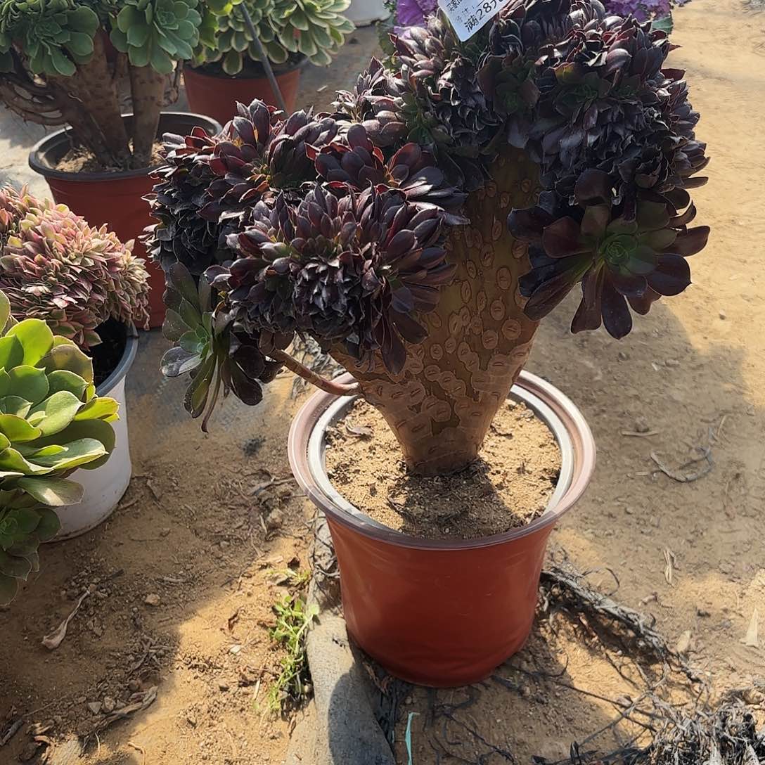 226欧子缀多肉植物