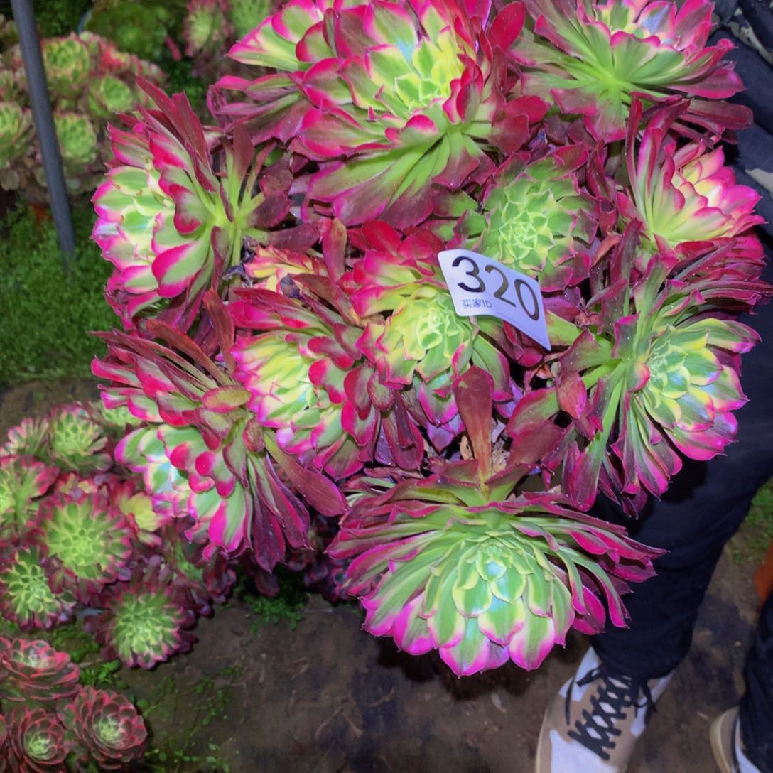 法师多肉植物320