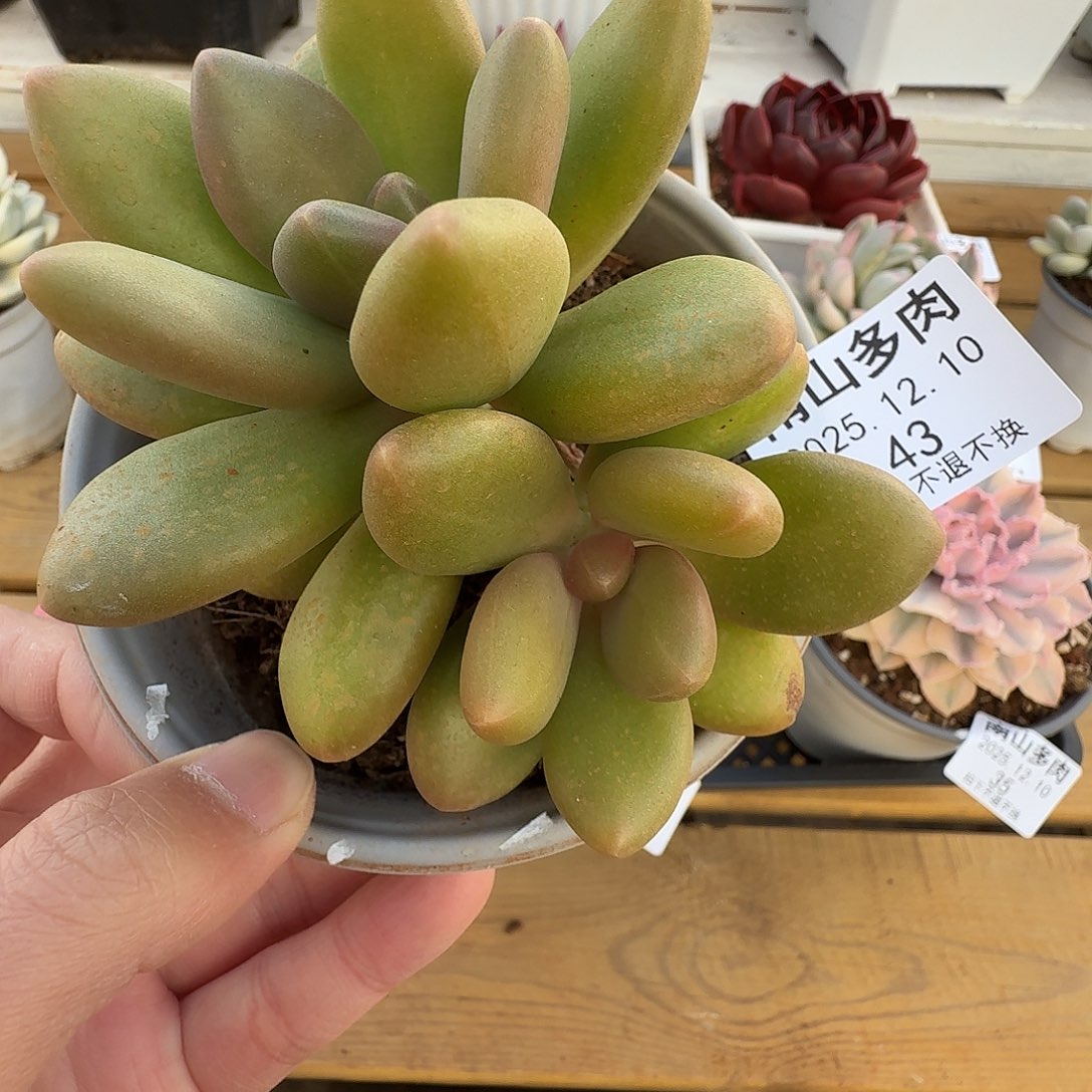 拉拉奶111111210-43