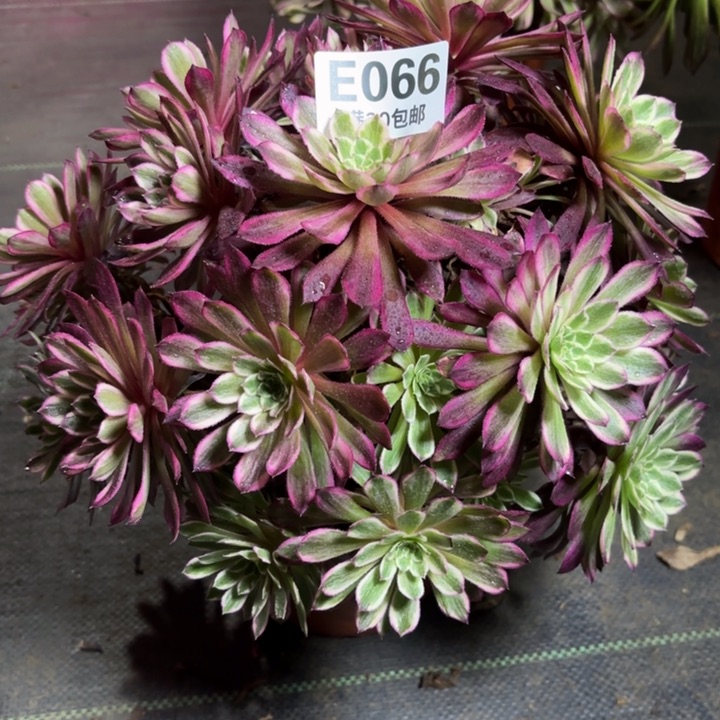 瑞妈一物一拍066有断枝，