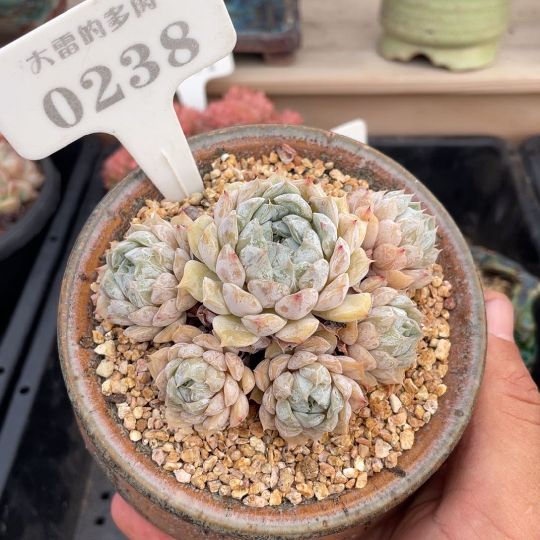 0238玛丽贝尔不带盆9厘米