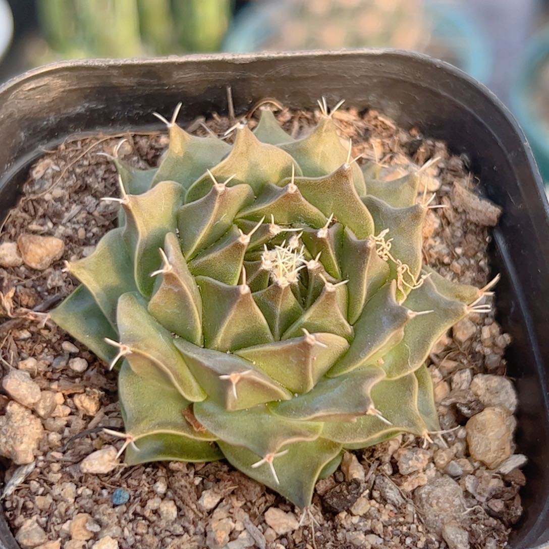 实生 帝冠仙人球