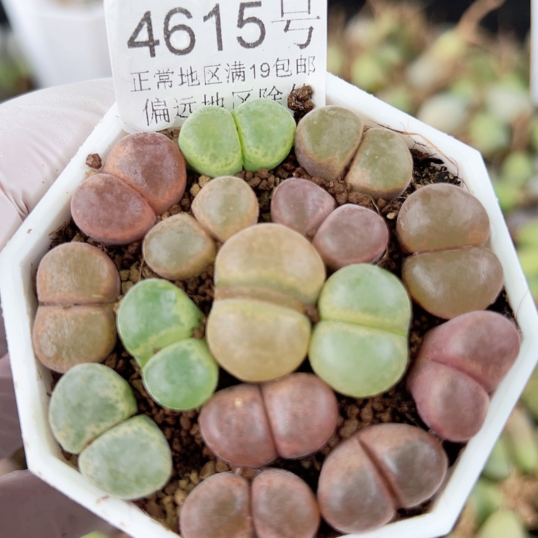 4615 好养易活生石花大母本